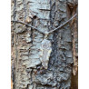 blatt-steling-silber-925-bohemian-schmuckstück-moskitoo-india-kult
